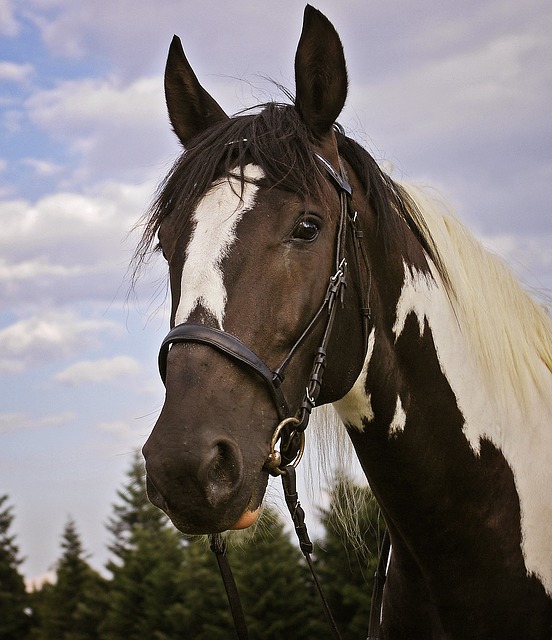 equestrian lessons and packages